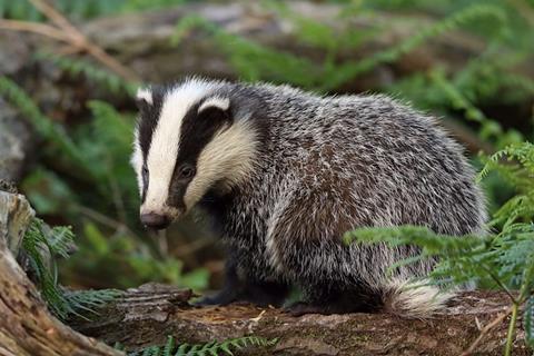 Springwatch badger